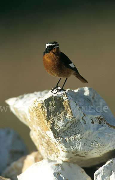 Diademrotschwanz (Phoenicurus moussieri)