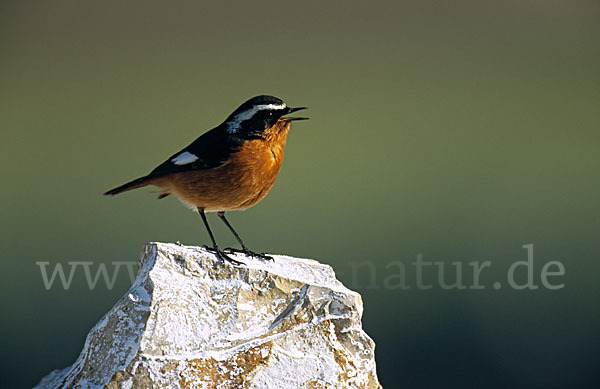 Diademrotschwanz (Phoenicurus moussieri)