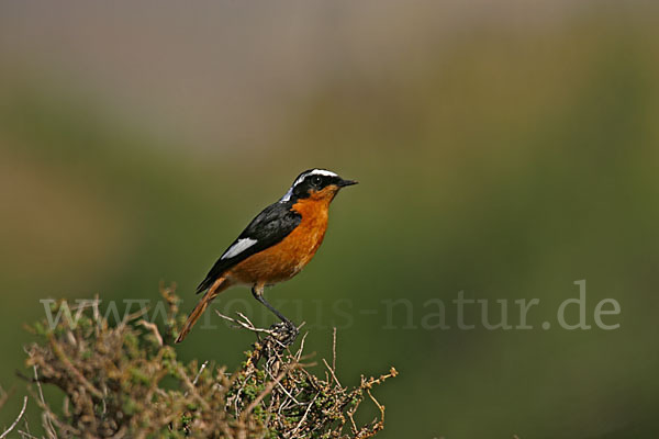 Diademrotschwanz (Phoenicurus moussieri)