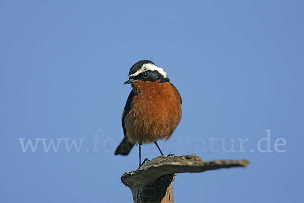 Diademrotschwanz (Phoenicurus moussieri)