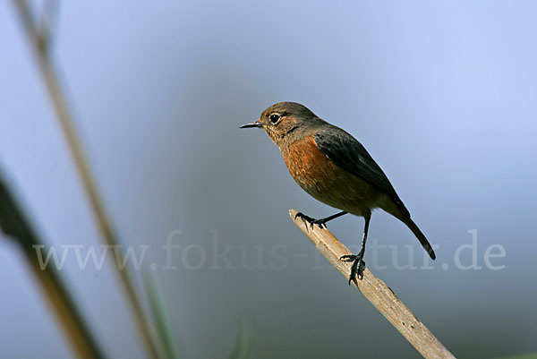 Diademrotschwanz (Phoenicurus moussieri)