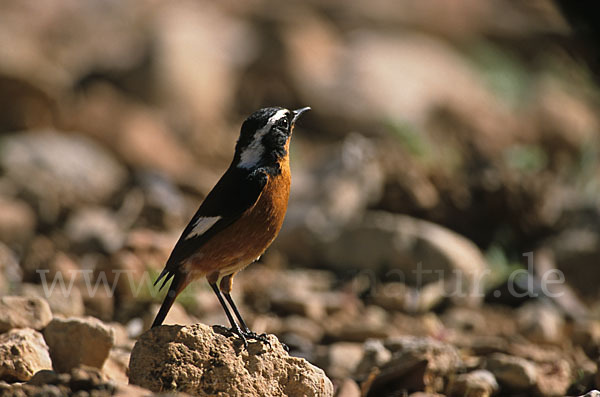 Diademrotschwanz (Phoenicurus moussieri)