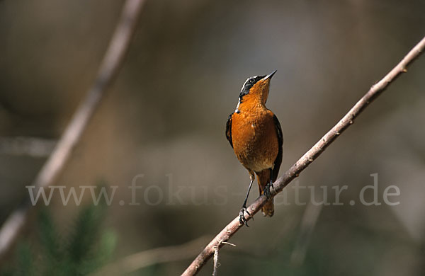 Diademrotschwanz (Phoenicurus moussieri)