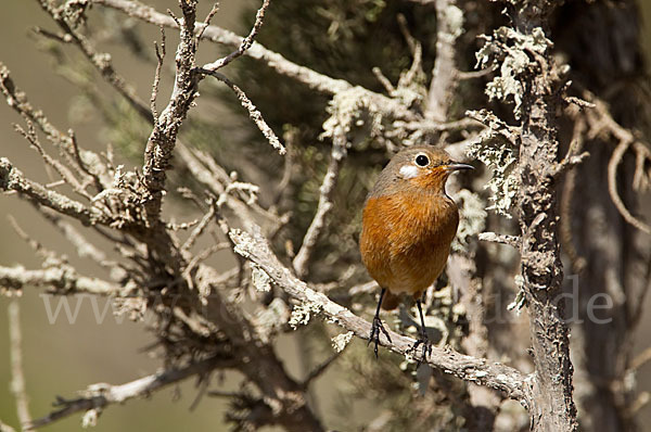 Diademrotschwanz (Phoenicurus moussieri)