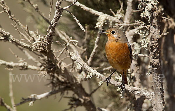 Diademrotschwanz (Phoenicurus moussieri)