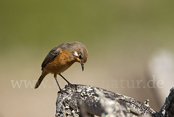 Diademrotschwanz (Phoenicurus moussieri)