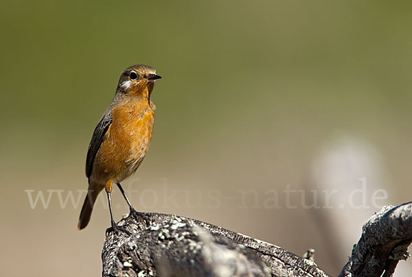 Diademrotschwanz (Phoenicurus moussieri)