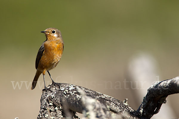 Diademrotschwanz (Phoenicurus moussieri)