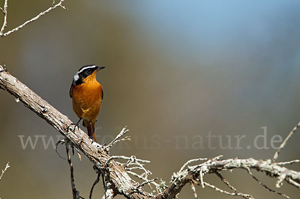 Diademrotschwanz (Phoenicurus moussieri)