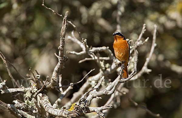 Diademrotschwanz (Phoenicurus moussieri)