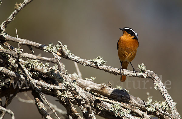 Diademrotschwanz (Phoenicurus moussieri)