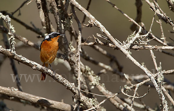 Diademrotschwanz (Phoenicurus moussieri)