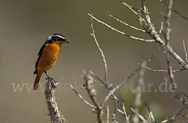 Diademrotschwanz (Phoenicurus moussieri)