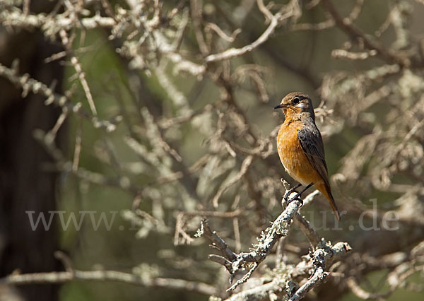 Diademrotschwanz (Phoenicurus moussieri)