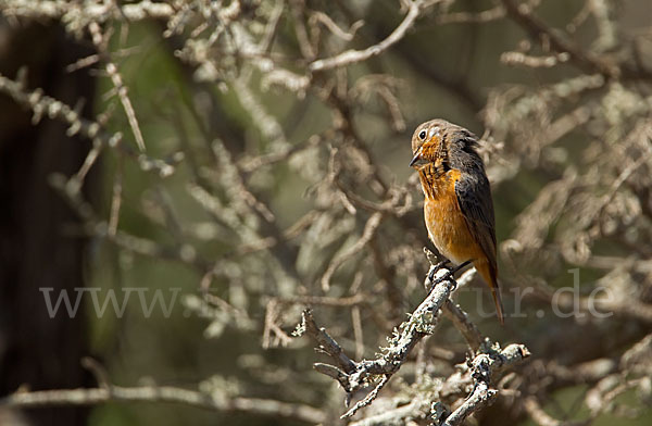 Diademrotschwanz (Phoenicurus moussieri)