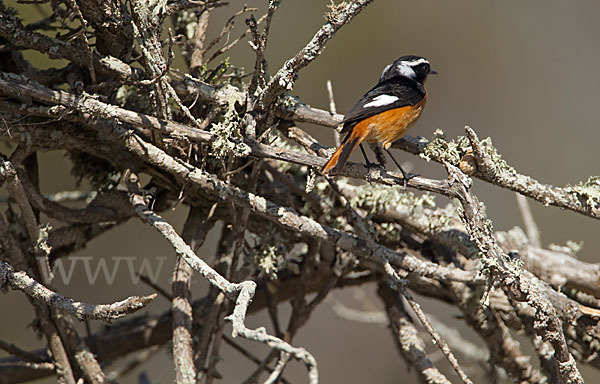 Diademrotschwanz (Phoenicurus moussieri)