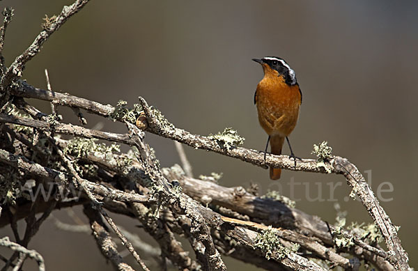 Diademrotschwanz (Phoenicurus moussieri)