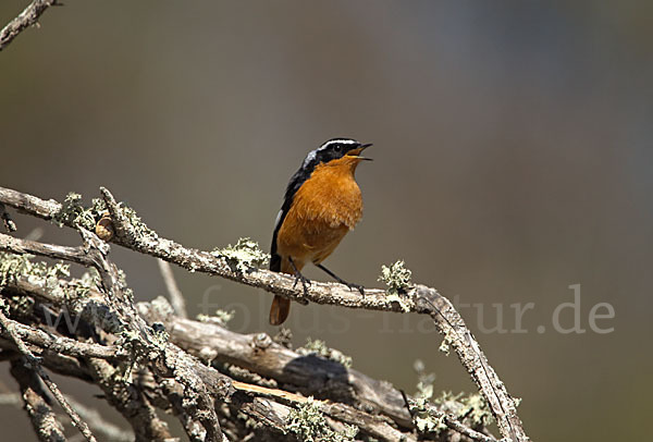 Diademrotschwanz (Phoenicurus moussieri)