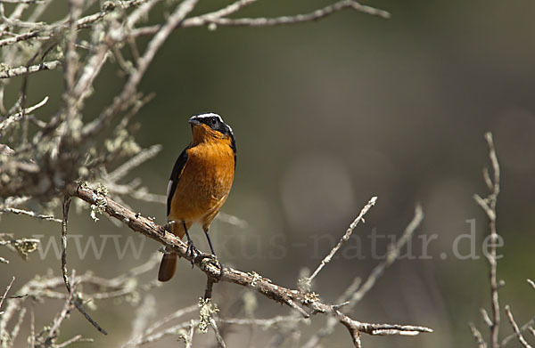 Diademrotschwanz (Phoenicurus moussieri)