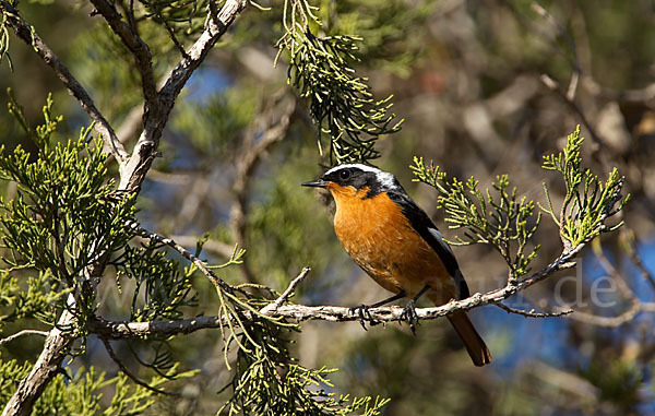 Diademrotschwanz (Phoenicurus moussieri)