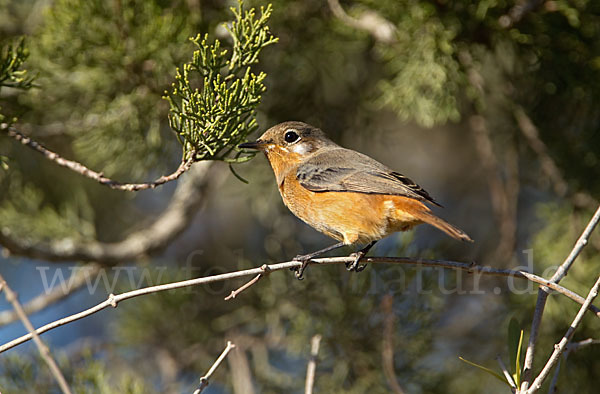 Diademrotschwanz (Phoenicurus moussieri)