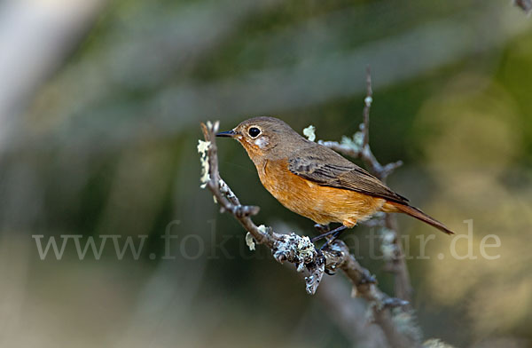 Diademrotschwanz (Phoenicurus moussieri)