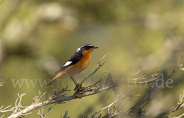 Diademrotschwanz (Phoenicurus moussieri)