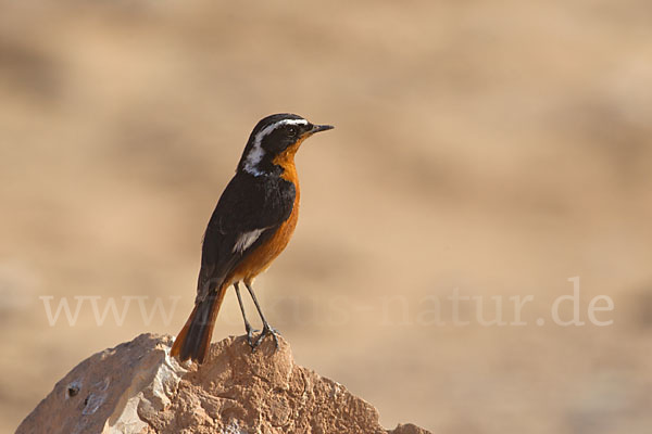 Diademrotschwanz (Phoenicurus moussieri)