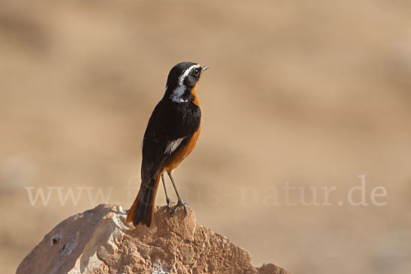 Diademrotschwanz (Phoenicurus moussieri)