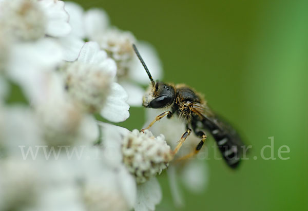 Dickkopf-Furchenbiene (Halictus maculatus)