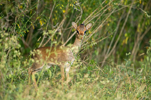 Dikdik (Madoqua spec.)