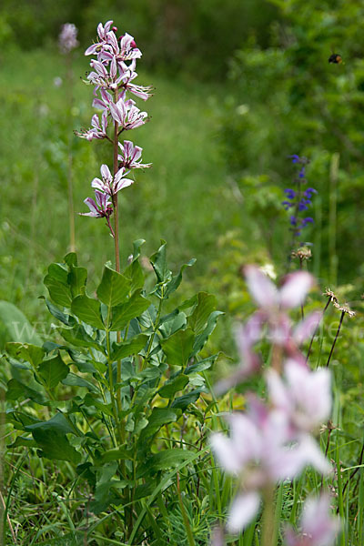 Diptam (Dictamnus albus)