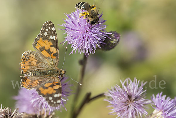 Distelfalter (Cynthia cardui)