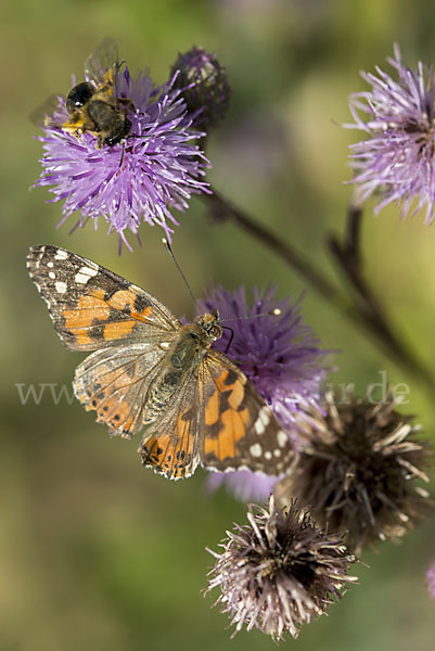 Distelfalter (Cynthia cardui)