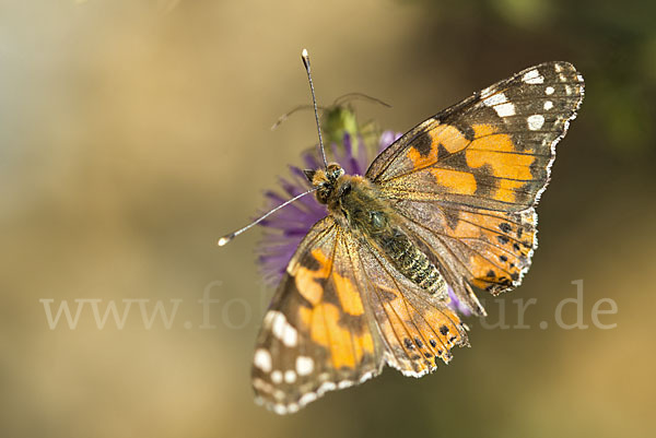 Distelfalter (Cynthia cardui)