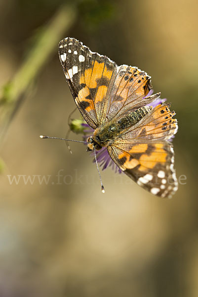 Distelfalter (Cynthia cardui)