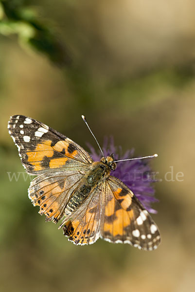 Distelfalter (Cynthia cardui)