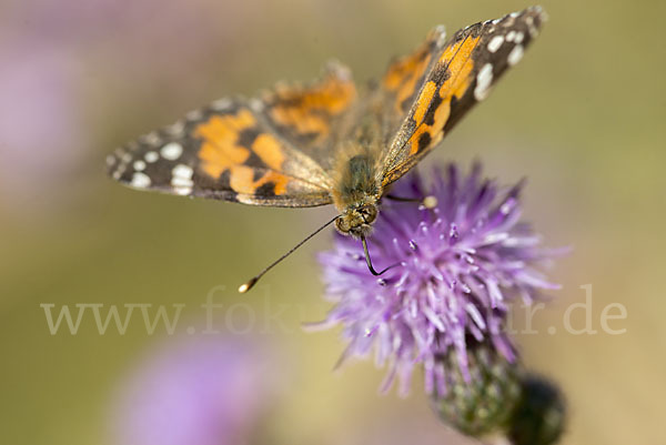 Distelfalter (Cynthia cardui)