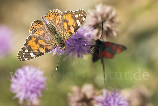 Distelfalter (Cynthia cardui)