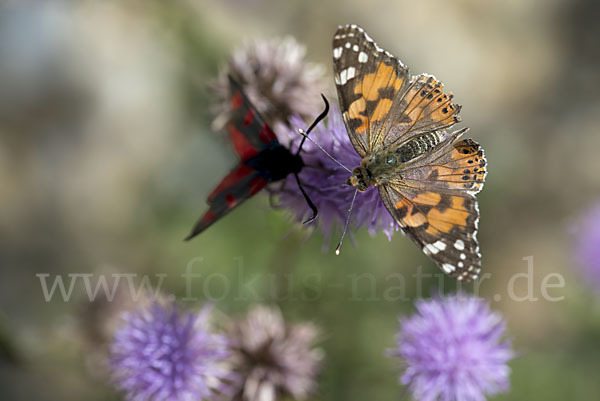 Distelfalter (Cynthia cardui)