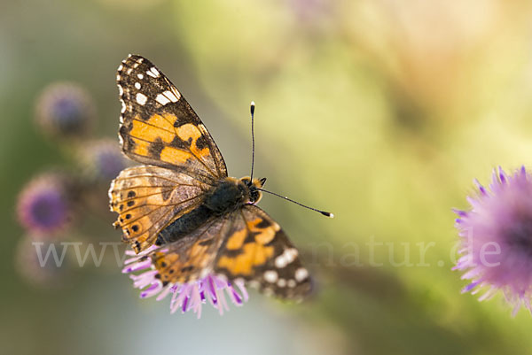 Distelfalter (Cynthia cardui)