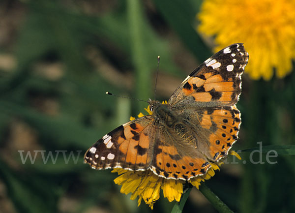 Distelfalter (Cynthia cardui)