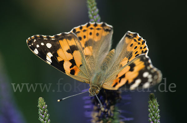 Distelfalter (Cynthia cardui)