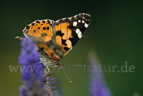 Distelfalter (Cynthia cardui)