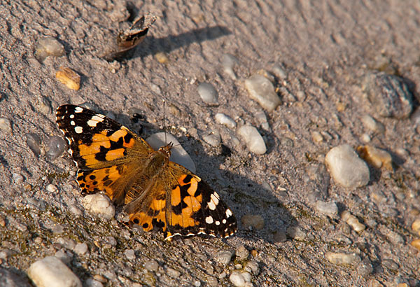 Distelfalter (Cynthia cardui)