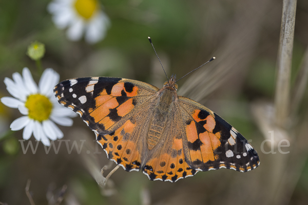 Distelfalter (Cynthia cardui)