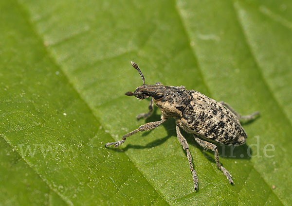 Distelgallenrüssler (Cleonis pigra)