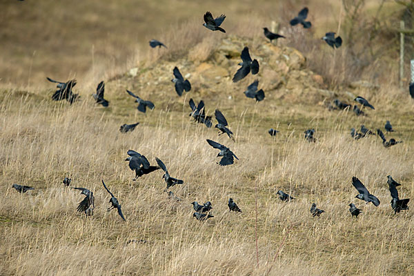 Dohle (Corvus monedula)