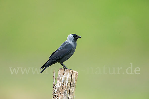 Dohle (Corvus monedula)