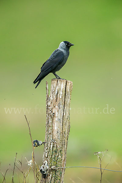 Dohle (Corvus monedula)